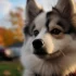 Pomskies for Sale in Houston