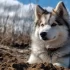 Top Pomsky Breeders in Georgia: Find Your Perfect Furry Companion