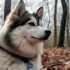 Pomsky Hybrid: Understanding the Personality Traits
