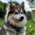 Pomsky Breeders in Wisconsin: Find Your Perfect Pomsky Companion