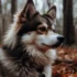 Pomsky Breeders in Kansas