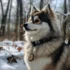 Pomsky Breeders in Kansas City