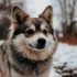 Lancaster Pomsky Puppies Available for Adoption