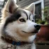 Pomsky Puppies for Sale in Louisville KY
