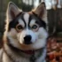 Pomsky Puppies for Sale in Louisville KY