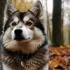 Find Pomsky Puppies for Sale in Minneapolis
