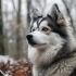 Pomsky Breeders in Minnesota: Find Your Perfect Pomsky Companion