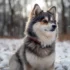 Pomsky Breeders in Nebraska: Find Your Perfect Pomsky Companion