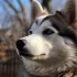 Pomsky Breeders in Northern California: Where to Find Your Perfect Pomsky Puppy