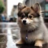 Top Pomsky Breeders in PA: Find Your Perfect Companion