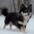 Top Pomsky Breeders in New Jersey
