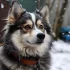 Pomsky Breeders in NC: Finding the Perfect Companion