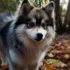 Pomsky Orange: A Guide to Understanding the Unique Coloration of Pomskies