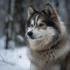 Pomskies Playing in the Snow: Adorable Pictures and Videos