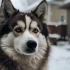 Pomsky Breeders in Northern California: Where to Find Your Perfect Pomsky Puppy