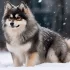 Pomsky Republica Dominicana: Everything You Need to Know About This Adorable Mix Breed