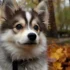 Pomsky Reviews: What Owners Say About This Adorable Mix