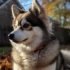 Pomsky Puppies for Sale in San Francisco: Finding the Perfect Companion
