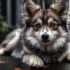Pomsky Schnauzer Mix: A Guide to Understanding This Unique Breed