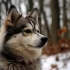 Pomskies in Shelter: How to Find Your Perfect Companion