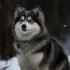 Pomsky Soft Toy: Cuddly Plushies for Your Little Ones