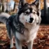Pomsky Breeders in PA: Your Guide to Finding the Right Pomsky