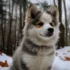 Pomsky Breeders in South Dakota: Finding Your Furry Friend