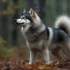 Pomsky Sverige: All You Need to Know About This Hybrid Breed