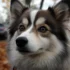 Pomsky Wallpaper for Dog Lovers