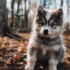 PomskyPals.com – Your Ultimate Guide to Pomskies