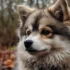 Top Pomsky Breeders in Wisconsin