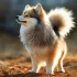 Pomsky – Die Mischung aus Pomeranian und Husky