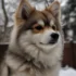 Pomsky Breeders in India: Where to Find the Perfect Pomsky Puppy?