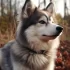 Pomsky Negro: Everything You Need to Know About This Adorable Mix Breed
