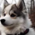 The Cruel Truth Behind Pomsky Breeding