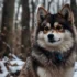 Pomsky Puppies on YouTube: Watch Adorable Pomskies Grow Up