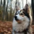 Pomsky Puppies for Sale in Maryland