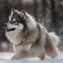 Full Grown Pomsky Puppy: Understanding Size, Personality Traits, And Exercise Needs