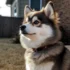 Adorable Brown Pomsky Puppies: Everything You Need to Know