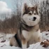 Buy Pomskies in the USA: Tips for Finding a Reputable Breeder