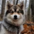 Where to Buy Pomskies? A Comprehensive Guide for Prospective Buyers