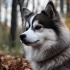 The Ultimate Guide to Pomsky Breeders in California