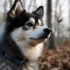 Pomsky Cachorro: Todo lo que necesitas saber sobre esta adorable raza