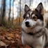 Pomsky Character: Understanding the Personality Traits of this Adorable Breed