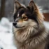 Pomsky Cats: Understanding This Adorable Hybrid Breed