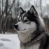 Pomsky Breeders in Champaign IL
