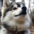 Pomsky Cena: How Much Does a Pomsky Cost?
