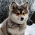 Understanding the Pomsky Character: Personality Traits, Temperament and Behavior
