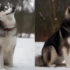 Pomsky Personality Traits: Understanding the Unique Character of Pomskies