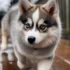 Find Your Perfect Pomsky in Charlotte, NC: Tips for Finding the Right Breeder